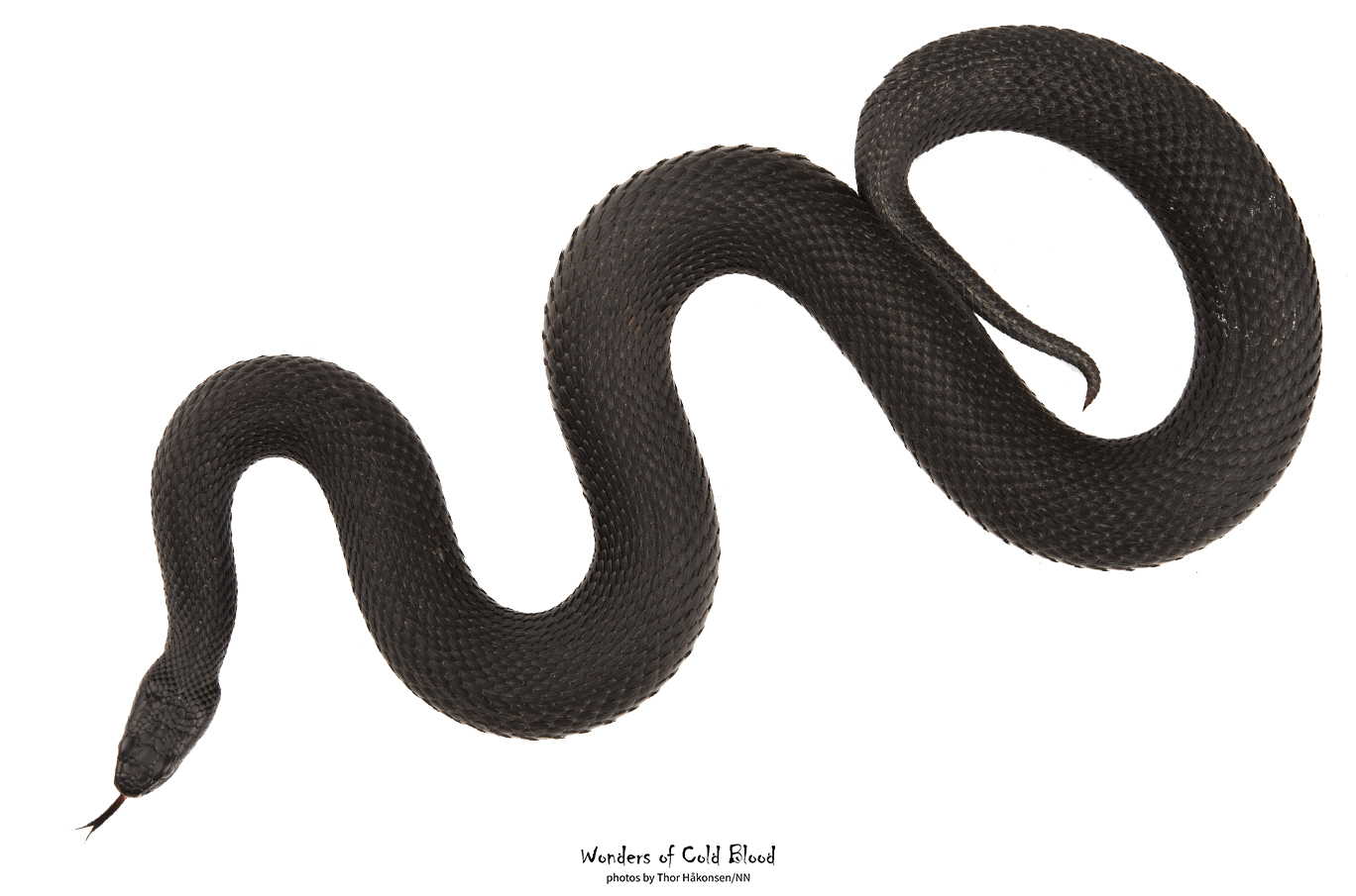 En svart slange med skinnende skjell ligger i en bølgende S-form mot en hvit bakgrunn